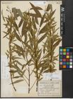 Foto von Salix alba L. x Salix fragilis L.